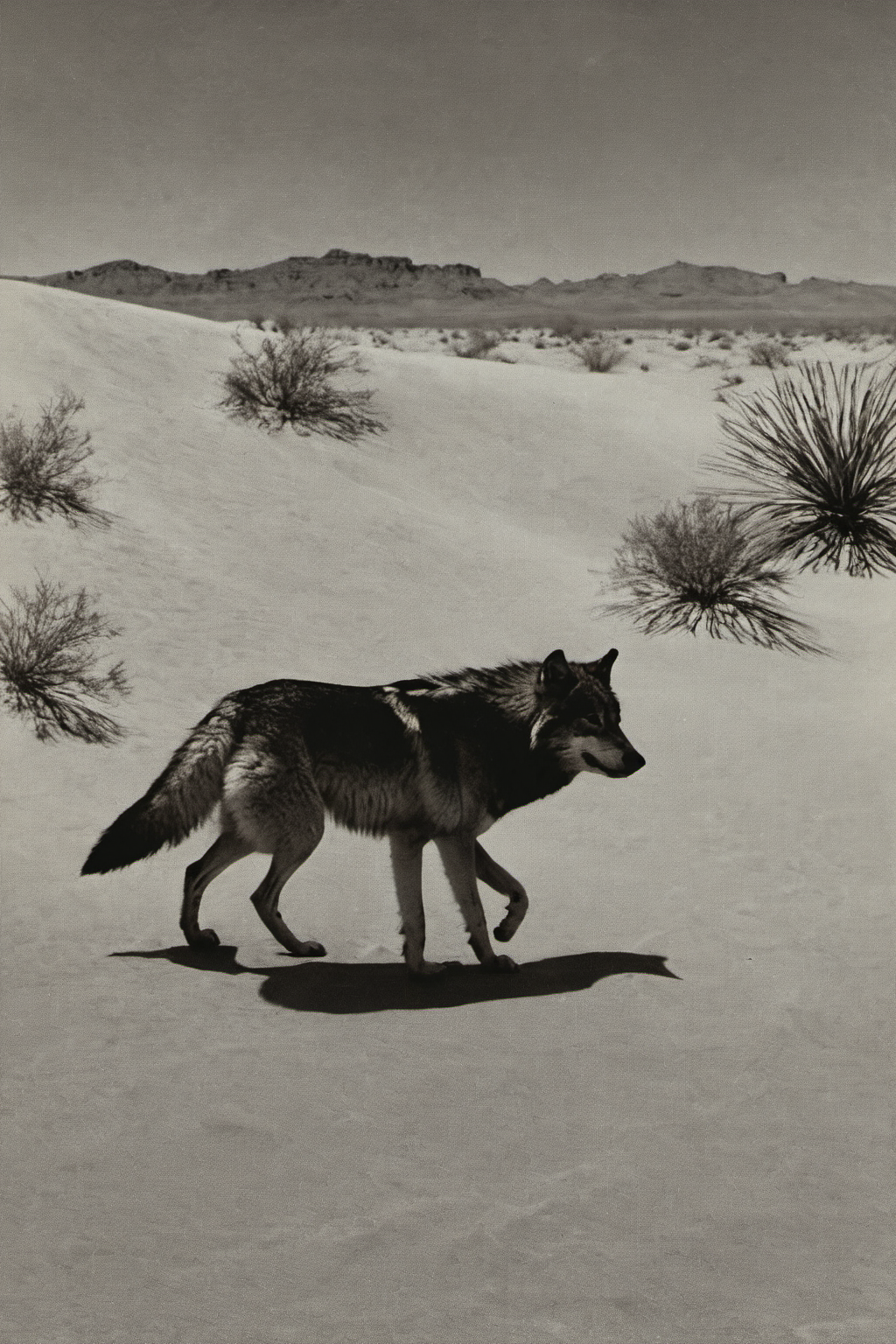 monochrome, traditional media, wolf, desert<lora:langjingshan-000005:0.9>