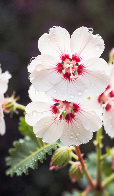 simple white pink geranium flowers in drops of water, macro, closeup, selective focus. Dramatic unusual scene. Beauty world. Retro filter and vintage style. Instagram toning effect, breathtaking photograph, lensflare and bokeh effects, heavy film grain, shot on kodachrome with post-processing artifacts, reflecting particle effects, slight double exposure