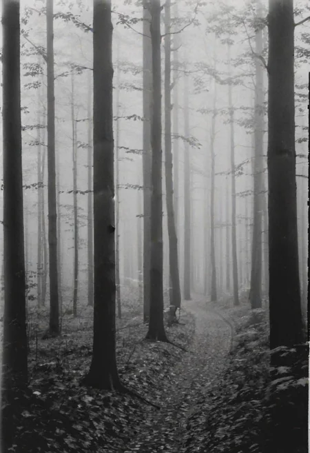 KB_Kentmere400, instagram photo,a foggy forrest, soft shadows, film grain