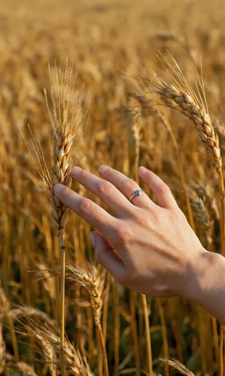 photograph captures a close-up of a human hand reaching out to tall, golden-brown wheat stalks in a field, bathed in warm, late-afternoon sunlight. The hand, with light skin and delicate, slender fingers, is adorned with a simple, elegant silver ring featuring a small, delicate stone. The sunlight casts gentle shadows on the hand and the wheat stalks, creating a soft, warm ambiance. The wheat stalks are tall and slender, with their tips slightly bending in the breeze, giving a sense of movement and life to the scene. The background is blurred, emphasizing the hand and wheat stalks in the foreground. The overall color palette is rich and earthy, dominated by warm tones of gold, brown, and hints of green. The photograph captures a serene, almost poetic moment, evoking a sense of connection with nature and the passage of time., aidmaimageupgrader, aidmaMJ6.1